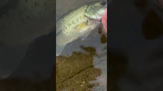 Sub if you love fishing fishing baitmaking bassfishing [upl. by Torin]