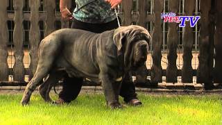 Mastino Napoletano Informationen zur Rasse [upl. by Morven]