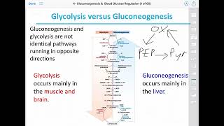 Blood Glucose Regulation amp Gluconeogenesis [upl. by Anastasius969]