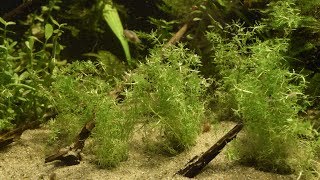 Myriophyllum Guyana  July 2017 [upl. by Phila32]