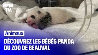 Découvrez les bébés pandas du Zoo de Beauval [upl. by Leonteen527]