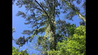 Confederate Jasmine Growth Rate 20 month vs 28 year [upl. by Llewop]