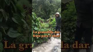 shorts Explicación de la cultiva de la Granadilla en nuestro huerta orgánica Tiene una fruta ……… [upl. by Sosthina]