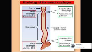 3 The pharynx and esophagus conduct food to the stomach [upl. by Eidua]