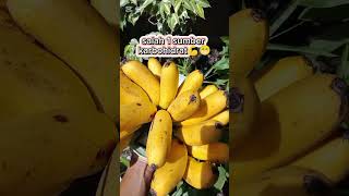 Manfaat buah pisang pisang edukasianakdesa laguanakindonesia instrumentalmusic laguanakbalita [upl. by Kimura]