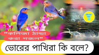 ভোরের পাখিBorer pakhiNuw Gojol new gojolgojol 2024viral ghazal  new ghazalmusic সঠিক পথের। [upl. by Cerveny692]