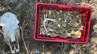 Giant 2024 Early Morel Mushroom Patch [upl. by Akierdna284]