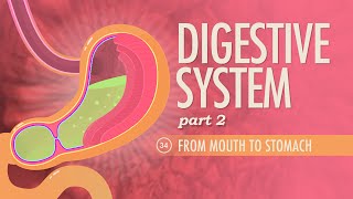 Digestive System Part 2 Crash Course Anatomy amp Physiology 34 [upl. by Olds]