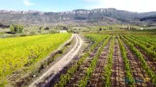 Vendemmia a Dorgali tra cannonau e vermentino [upl. by Yortal]