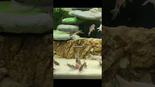 Corydoras Eat Blood WormsAlbinocorydorasBronzeCorydorasPepperedcorydorasPandaAquascapeAquarium [upl. by Selassie]