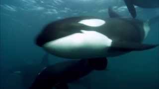 Blackfish  Official Trailer US 2013 Orca Tilikum [upl. by Merfe]