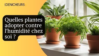 Découvrez les 10 plantes efficaces pour lutter contre lhumidité à la maison [upl. by Ahseiym]