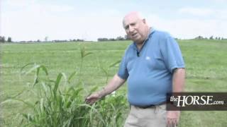 Pasture Weeds Most Toxic to Horses [upl. by Matty]