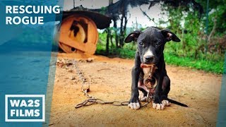 Dog Starving amp Chained to Abandoned Home Rescued by Detroit Pit Crew  Howl amp Hope For Dodo Dogs [upl. by Lennej]