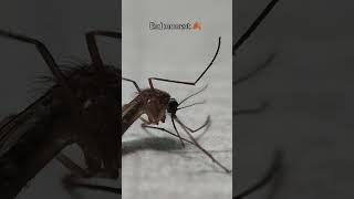 Mosquito 🦟 macro insects macrophotography mosquito [upl. by Enutrof]