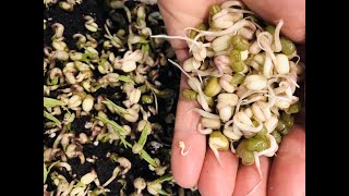 Micropousses germinations  comprendre la différence [upl. by Snider316]