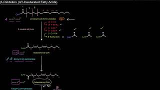 Fatty Acid Breakdown Beta β Oxidation of Unsaturated Fatty Acids free sample [upl. by Estey210]