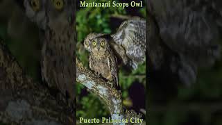 Mantanani Scops Owl puertoprincesacity birdsofpalawan [upl. by Gennaro]