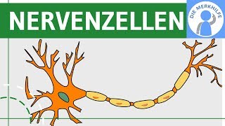 Bau amp Funktion von Nervenzellen  Nervensystem einfach erklärt  Neurobiologie [upl. by Brent]