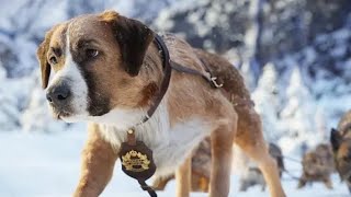 Best Action Movies 2021  Brave Dog  Best Hollywood Action Movie Of All Time 2021 [upl. by Akirej536]