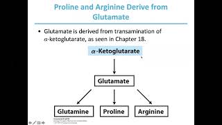 Amino acid biosynthesis [upl. by Modeerf517]