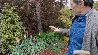 Kniphofia Caulescens A red hot poker with great flowers AND great foliage [upl. by Lynette951]