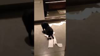 Funny Schipperke dog destroys toilet paper [upl. by Bridget]