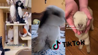 Los mejores videos de Animales ❤🐱17 Tik Tok Compilation [upl. by Hairej]