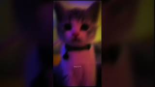 random tiktok edit 25  JERK prod 9lives  edit tiktok 9lives velocity cat winking shorts [upl. by Sewellyn]