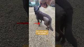 My dog ​​one week after surgery 👨‍⚕️ dogshorts labrador shorts dogs surgeryrecovery [upl. by Lashondra]