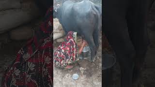 Buffalo 🐃 milking by beautiful woman 👩 cow animals cowmilkingbyhand [upl. by Benisch]