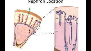 Nephron Physiology [upl. by Aiset]