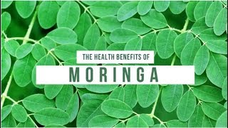 11 Amazing Benefits Of Moringa  Organic Facts [upl. by Stephens797]