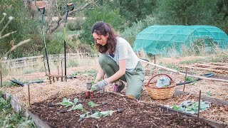 Mantenimiento de Bancales Permanentes  Huerta Sin Labrar [upl. by Feriga]