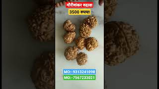 गौरी शंकर रुद्राक्षGauri Shankar Rudraksha PriceGauri Shankar Rudraksha Ke FaydeMO7567233021 [upl. by Ykcub235]