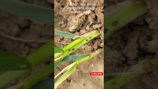 Wheat Grain Beetle  Gandum gehoon ka keera wheatcrop grainbettle farming farmers wheatborer [upl. by Ardnayek]