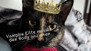 Kitte musste einen Body anziehen 😬cat funny pets animals katzen kitten viralvideo trending [upl. by Airtemad]