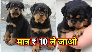 TODAY OFFER  Rottweiler Puppies Available Only 10 Rupees  Under 10 Rupees Rottweiler puppies🤩🤩 [upl. by Aridnere977]