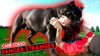 Cane Corso How To Let Strangers Into House With Guard Dog 😱 [upl. by Lekram]