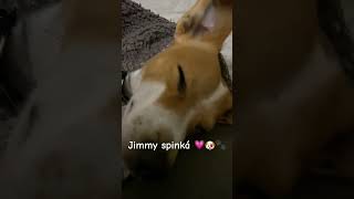 Jimmy spinká 😴💗🐶🐾megacute [upl. by Accber655]