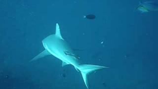 Scuba Dive Video from Makaru Thila and Grey Reef Shark [upl. by Enyalb]