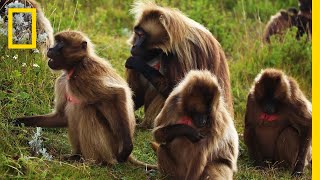 An Educational Video About Monkey Sex  National Geographic [upl. by Mike]