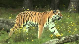 Tijger Safaripark Beekse Bergen [upl. by Nawed415]