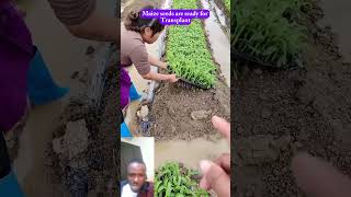 Maize seeds are ready for transplanting [upl. by Bowler]