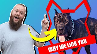 Why CANE CORSO LICK You [upl. by Kcuhc]