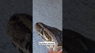 Capture and relocation of a good sized Southern African Python at a local fire station snake [upl. by Yamauchi351]