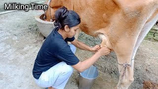 MORNING 🌄 COW MILKING TIME  😭 Itana Jada chot lag gaya hai  Milking [upl. by Nahallac514]