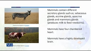 Mammals are Amniotes that have Hair amp Produce Milk  Biodiversity amp EvolutionII  BT201Topic068 [upl. by Erej]