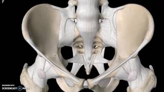 Pelvis Anatomy Tutorial Ligaments [upl. by Miharbi967]