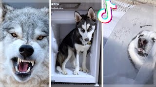 Husky Compilation  Cutest And Funniest Huskies of TikTok [upl. by Standing223]